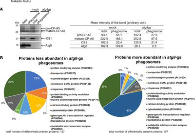 Proteomic analysis of Atg8-dependent recruitment of phagosomal proteins in the enteric protozoan parasite Entamoeba histolytica